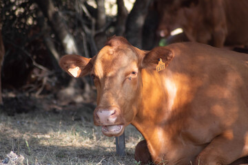Vaca mirándote 