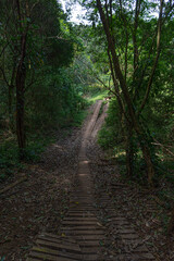 Fototapeta premium Caminata por el Bosque