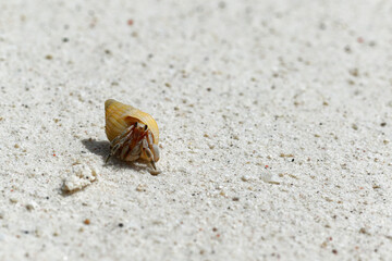 Hermit crab in the stolen shell