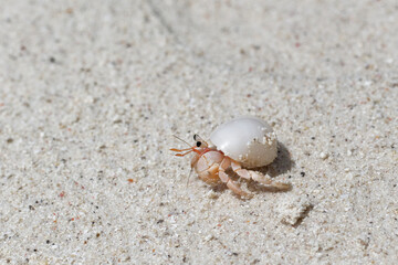 Walk of the hermit crab in the stolen white shell