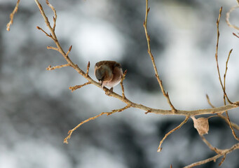 The house sparrow, passer domesticus, small bird sitting on the twig in winter time, coloured pale...