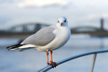 a seagull perches on a railing in front of a blurry rhine bridge in the background in cologne