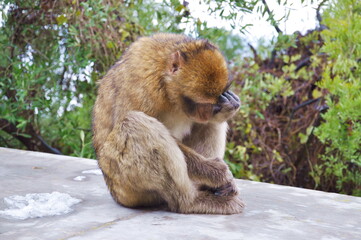 Furry ape sits on wet cement fence and holds its head with hand with blurred background of green...