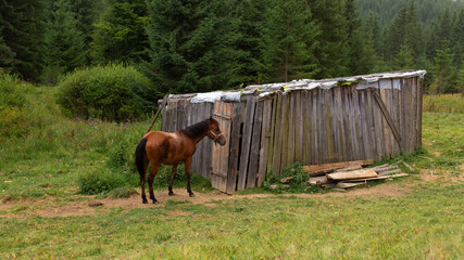 Fototapeta na wymiar The horse grazes next to a wooden nut. Green nature rural landscape