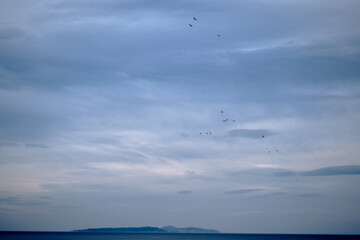 Groups of birds and seagulls flying on the magnificent sky, marmara sea and imrali island in Turkey during overcast weather during sunset