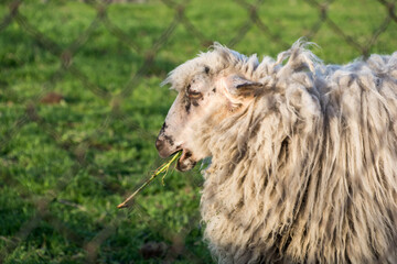 owca  z trawą w pysku