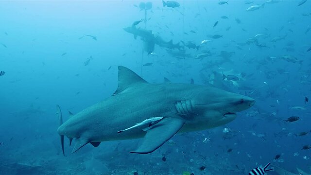 Feeding time for sharks and tropical fish in waters of Beqa Island