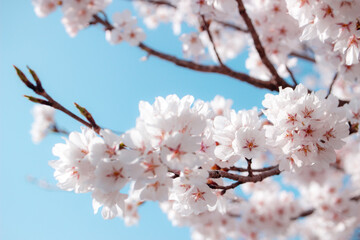 Obraz premium Beautiful cherry blossoms. sakura flowers in korea. travel spring time. 