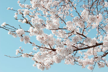 Beautiful cherry blossoms. sakura flowers in korea. travel spring time. 