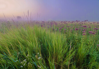 616-51 Springbrook Prairie Morning Mist
