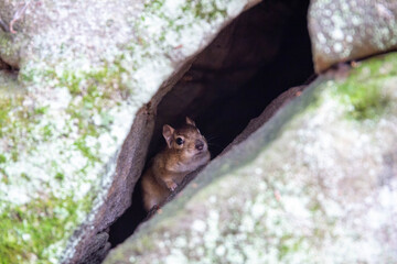 squirrel in tree