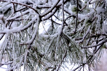 Bare Tree Branches Covered in Snow