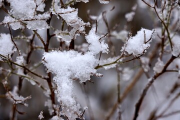 Bare Tree Branches Covered in Snow