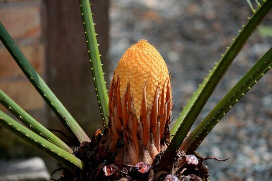 Planta Palmeira Cica