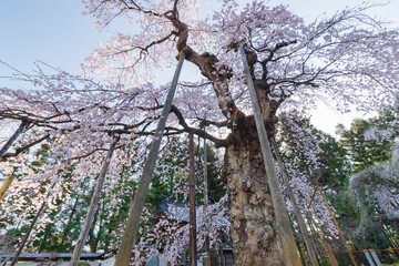 二本松市　愛蔵寺の護摩ザクラ