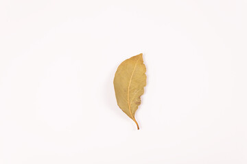 a yellow-gray leaf lies vertically, top view