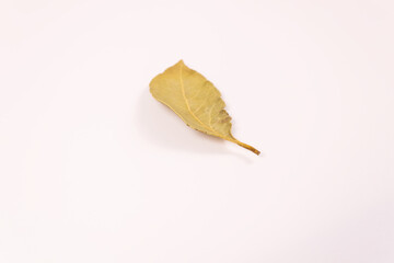 yellow green bay leaf top view