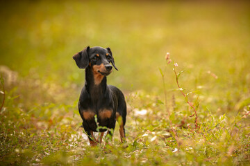 Small dachshund in the grass