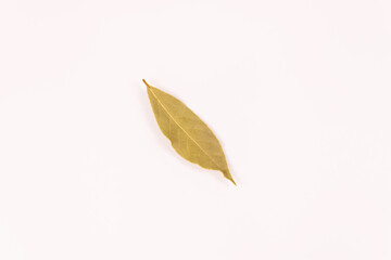 top view of one yellow laurel leaf