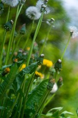 Dandelion yellow flowers, buds and dandelion clocks (blowballs) in a grean meadow, Poland