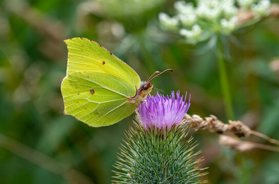Common Brimstone, Gonepteryx rhamni male on a Spear Thistle Cirsium vulgare flowerhead