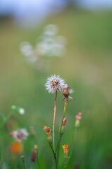 Dandelion (Taraxacum officinale), dandelion clock 