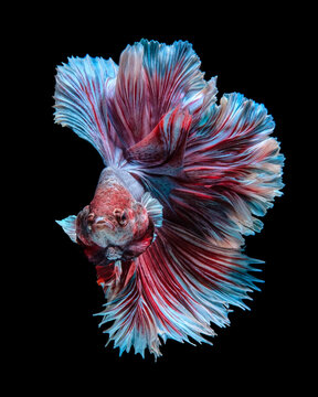 Portrait of a red and blue betta fish against a black background