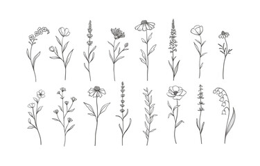 Set of Herbs and Wild Flowers. Hand drawn floral elements. Vector illustration - obrazy, fototapety, plakaty