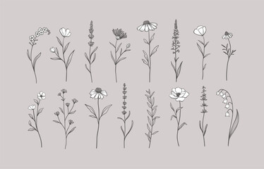 Set of Herbs and Wild Flowers. Hand drawn floral elements. Vector illustration