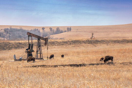 Bison around oil well in Oklahoma