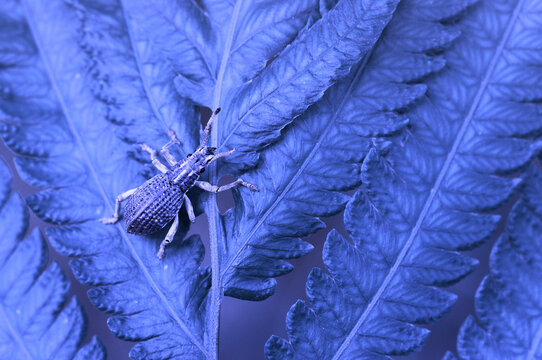 Close-Up of a weevil on a leaf, Indonesia