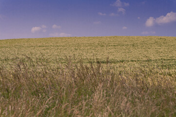 wheat field and sky