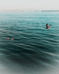 birds fly above the sea