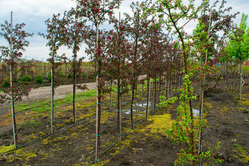 Plant nursery. Growing seedlings of coniferous, deciduous garden and ornamental trees