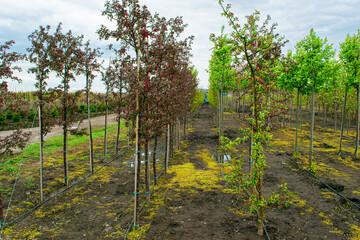 Plant nursery. Growing seedlings of coniferous, deciduous garden and ornamental trees