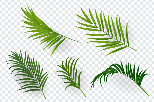 Tropical leaves set isolated on transparent background.