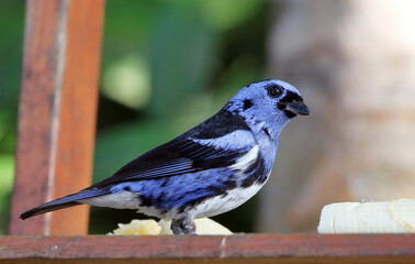 White-bellied Tanager (Tangara brasiliensis), perched on a log. Itacaré, Bahia, Brazil