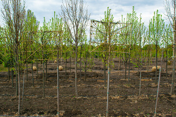 Plant nursery. Growing seedlings of coniferous, deciduous garden and ornamental trees