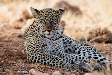 Fototapeta na wymiar Young African leopard resting under a tree - Samburu National Reserve, Kenya