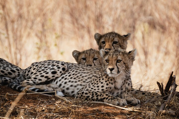 Fototapeta na wymiar Three cheetah cubs resting under a bush tree in Samburu national reserve, North Kenya