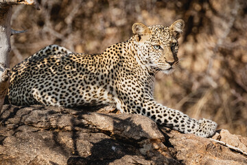 Leopard resting on a rock - Samburu National Reserve, Kenya