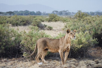 Fototapeta na wymiar Lioness hunting at sunset in Samburu National Reserve, North Kenya
