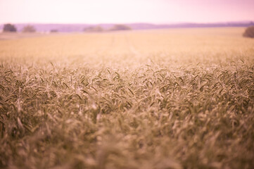 Fototapeta premium field of wheat