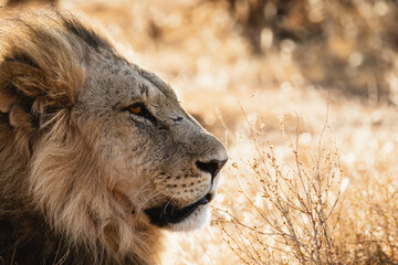 Male lion at sunset - Samburu national reserve, Kenya