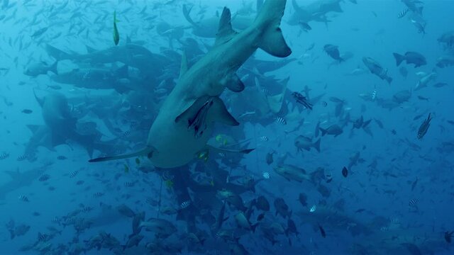 Bull shark approaching school of fish underwater