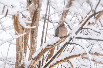 A dreamy bird on a branch