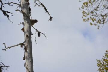 Lapland 14