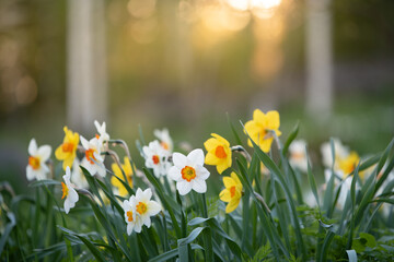 White and yellow daffodils in springtime