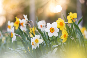 White and yellow daffodils in springtime © ekim