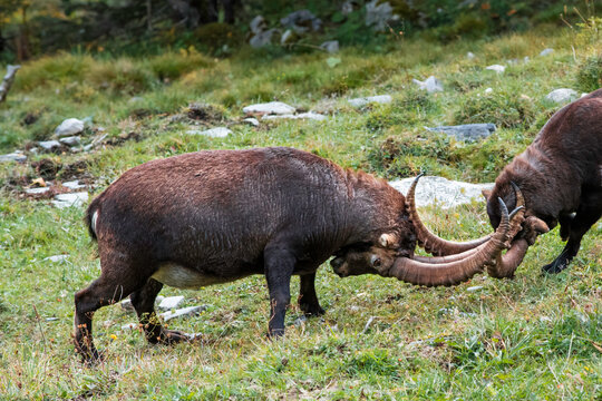 Two Ibex fighting, Lauterbrunnen Valley, Bern, Switzerland